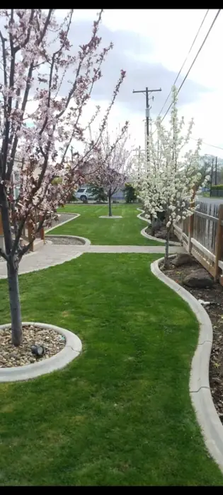 Curbed lawn paths under blossoming trees